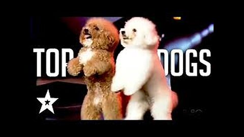 The Best Dog Auditions EVER On Got Talent From Around The World