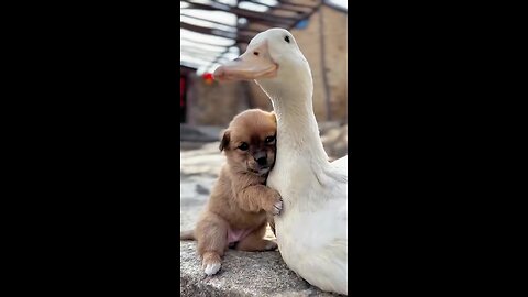 dog and duck friendship story