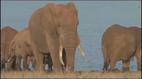 african wild animals - predators and prey