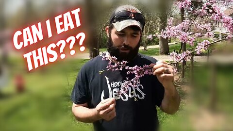 Are Redbud trees edible?