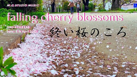 Falling Cherry Blossoms～終い桜のころ【季節の移ろいを "m.o.studio music"さんのピアノとともに】＃MoStudioMusic、＃Sakura、＃風に舞う桜