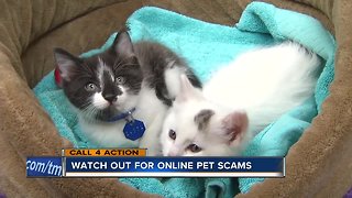 Call 4 Action: Watch out for online pet scams