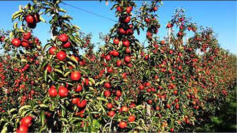 Apple Harvest and How to make Apple Juice in Factory, Apple juice production line