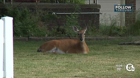 Results are in: majority of people would like to see Parma deer population decrease