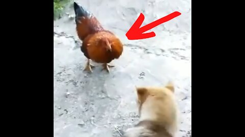 Chicken VS Dog Fight | Funny Animals Video