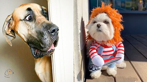 FUNNIEST Dogs Of The Week 🤣