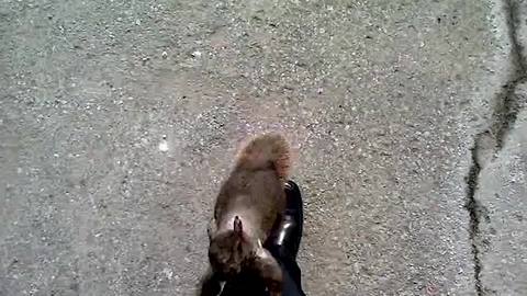 "Squirrel Got Caught On Camera Attacking Man on Parking Lot"