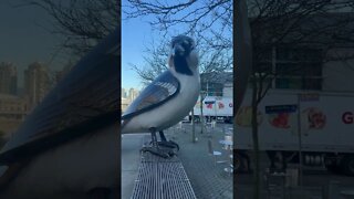 Giant Bird Art Vancouver BC