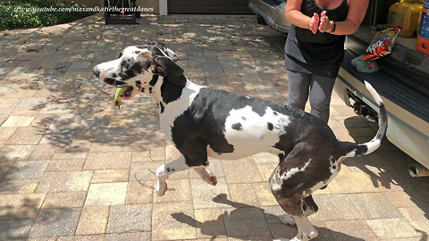Great Dane loves to carry groceries from car to home