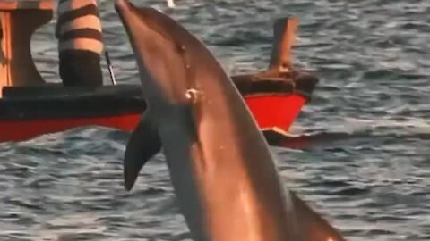 Dolphins leap during beautiful sunset in the Marmara Sea