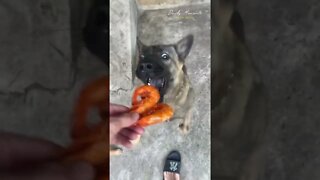 The dog's first time eating crispy shrimp