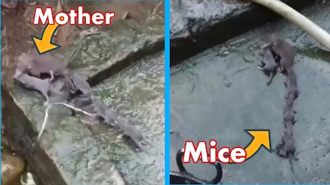 Mouse mother mouse baby mouse after each other funny