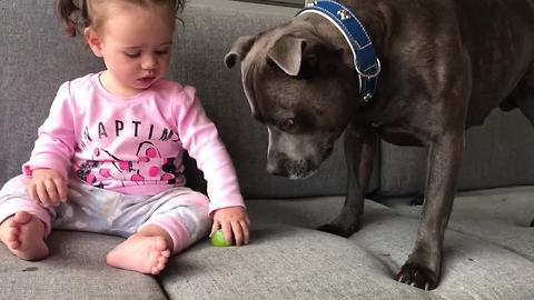 Dog And A Baby Have Similar Reaction To Tasting A Lime