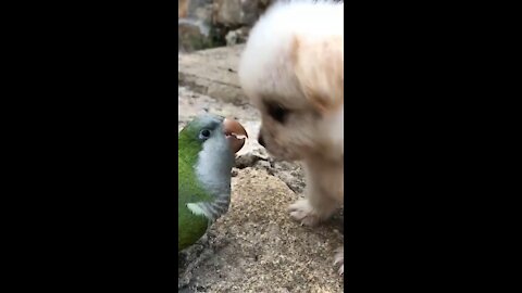 Love 😍 Transeconds Race,Cute Parrot & Dog