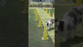 training dog