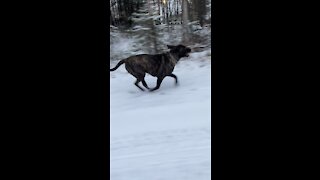 Cane Corso Race with ATV 6 wheeler