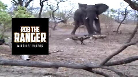 African Painted Dogs Chased By An Elephant!! | Adventures In Africa