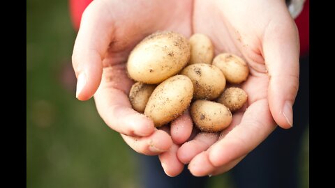 Container Potato Harvest, Bucket Potato Reveal No.1