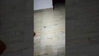Cockroach on the move