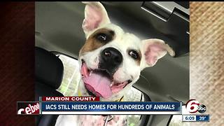 IACS still needs homes for hundreds of animals