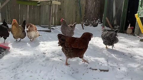 Snow & Chickens!! The time we got snow in Texas...2/21