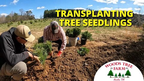 Planting Small Christmas Tree Seedlings in a Transplant Bed