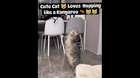 Cute Cat😺 Loves Hopping like a kangaroo🦘.