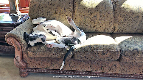 Funny Yawning Upside Down Yoga Stretching Great Dane Will Make You Laugh