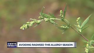 Avoiding Ragweed