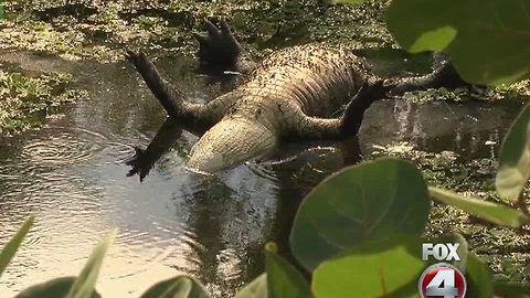 Dead alligator causing stink in San Carlos Park