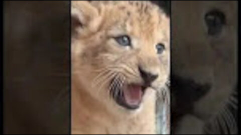 Baby Lion Loves to ROAR!