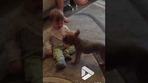 Cute puppy and little girl make friends || Viral Video UK