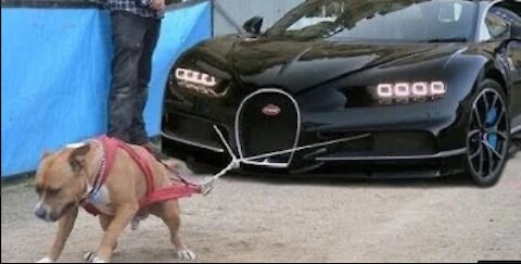 Most Powerful And Dangerous Pitbull Dogs