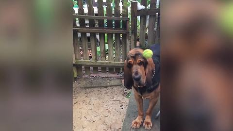 Funny Dog Doesn’t Like Playing Fetch