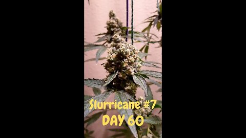 Slurricane #7 Pheno Hunt // Day 60 Flower // Inhouse Genetics