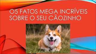 05 FATOS INCRÍVEIS SOBRE SEU CÃOZINHO 2#shorts