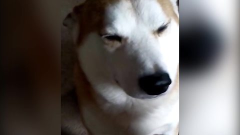 "Shiba Inu Dog Makes Cute Guilty Face As His Owner Scolds Him"