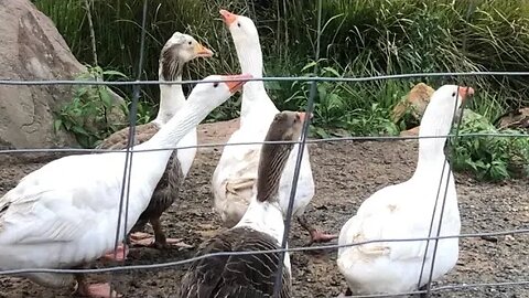 Goose taken off her nest and put out to free range