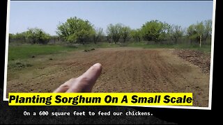 Planting Sorghum On A Small Scale