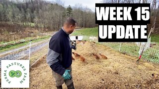 Chicken Tractor On Steroids: Week 15 Update