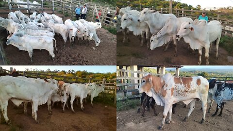 Pesquisa de preço na feira de gado de João Alfredo Pernambuco