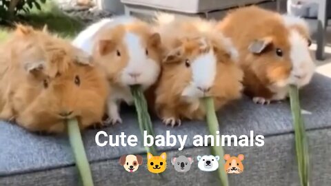 Cute baby animals compilation