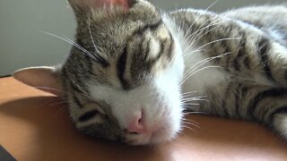 Sweet Kitten Purrs, Sleeping on the Table