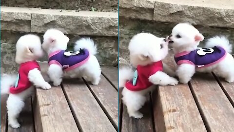 Very cute and funny Pomeranian