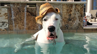Funny Great Dane smiles and sits like a person in the pool