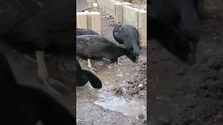 Ducks just love mud piles (Cayuga ducks enjoying some muddy water) #shorts