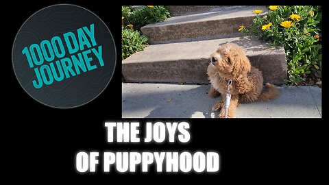 1000 Day Journey 0199 Joys of Puppyhood