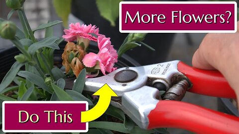 How to Deadhead for More Flowers - Perennials, Roses