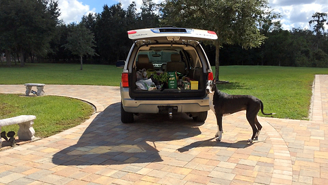 Great Dane delivers groceries on command
