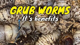 Grub worms and it's benefits - can be good sources of mineral elements to support body functions
